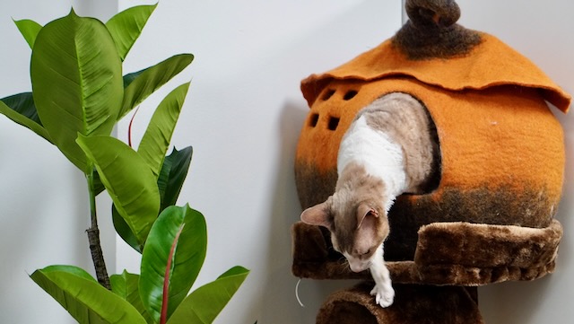 Cat Boarding in Homebush, Sydney
