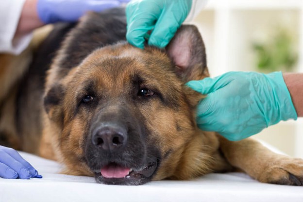Ear Infections in Pets: Early Signs, Causes and Preventions