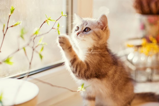 Indoor vs Outdoor Cats: Health, Behaviour and Lifestyle Differences