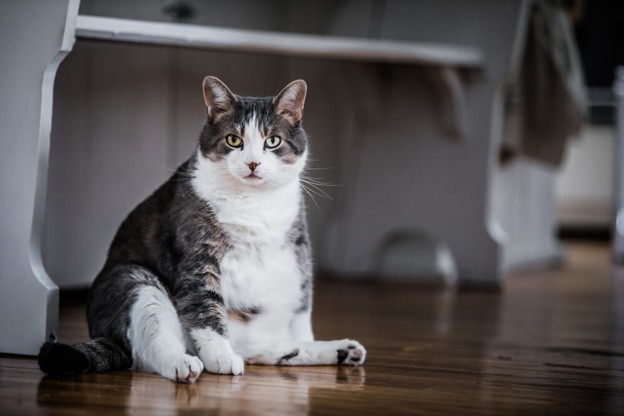 Is Your Pet Overweight? Signs, Health Risks and What You Can Do
