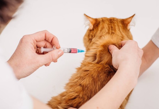 Vaccination Schedules for Dogs and Cats: What Every Pet Owner Should Understand