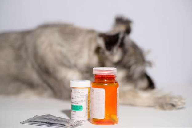 Why Some Flea and Worm Treatments Stop Working