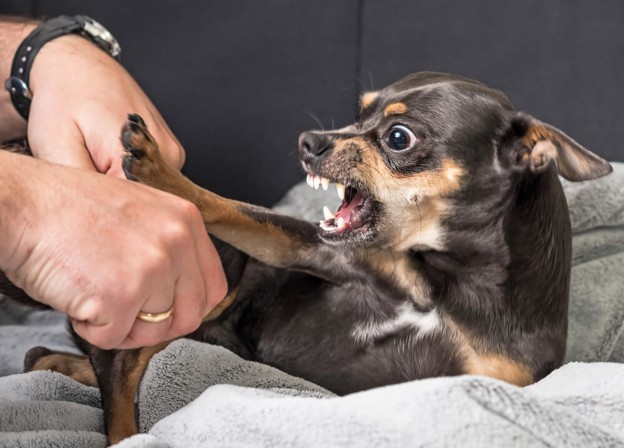 Sudden Behaviour Changes in Pets: What They Could Really Mean