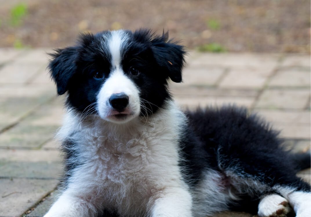 Preparing Your Pet for Surgery Guide by Animal Tracks Vet in Sydney